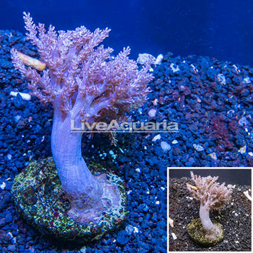 Pineapple Tree Coral Indonesia