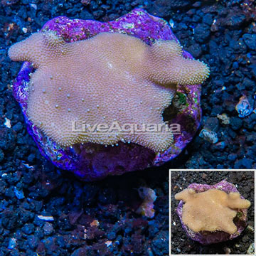 Devil's Hand Leather Coral Indonesia
