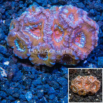 LiveAquaria® Cultured Acan Lord Coral