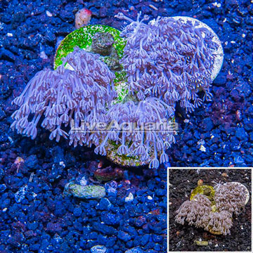 LiveAquaria® Cultured Xenia Coral, Three Pack