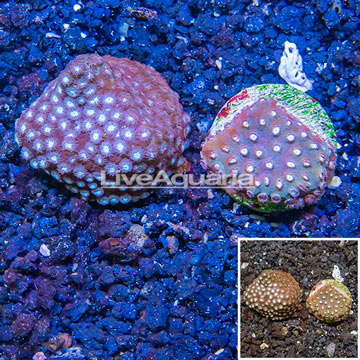 LiveAquaria® Two Pack Cultured Cyphastrea Frag