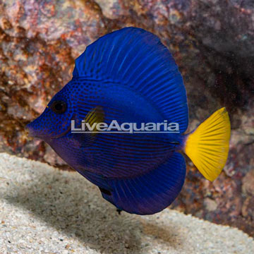 Purple Tang
