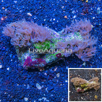Waving Hand Coral Vietnam