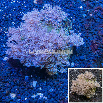 Xenia Coral Vietnam