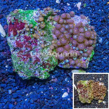 Zoanthus Coral Vietnam