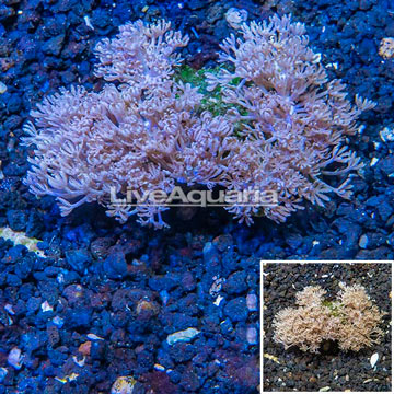 Xenia Coral Vietnam