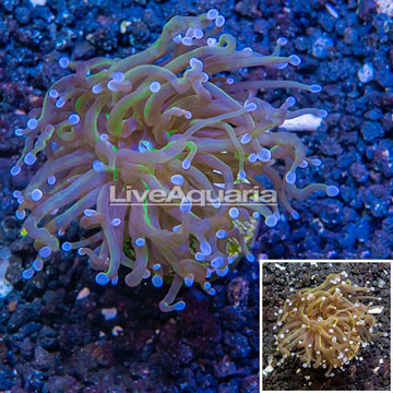 LiveAquaria® Cultured Torch Coral