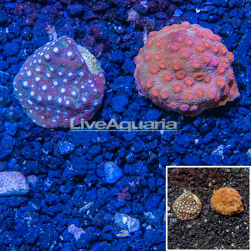 LiveAquaria® Two Pack Cultured Cyphastrea Frag