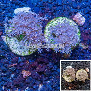 LiveAquaria® Cultured Pom Pom Xenia Coral, Two Pack