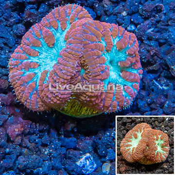 LiveAquaria® Cultured Blastomussa Coral