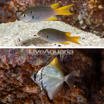 Coral Demoiselle and Silver Mono Trio