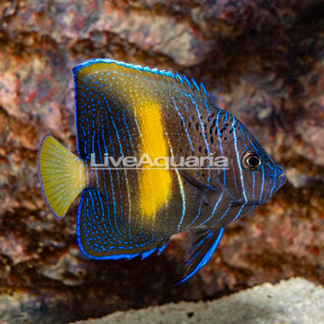 Maculosus Angelfish, Sub-Adult