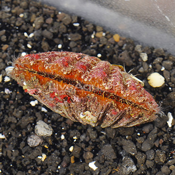Purple Tiger Scallop EXPERT ONLY