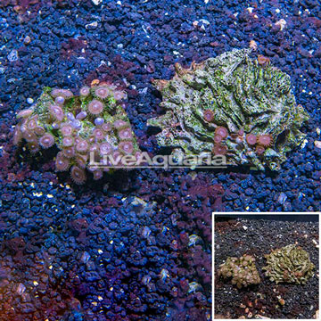 Zoanthus Coral Vietnam, Two Pack