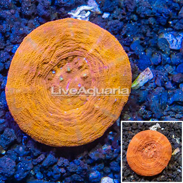 Scolymia Coral Australia