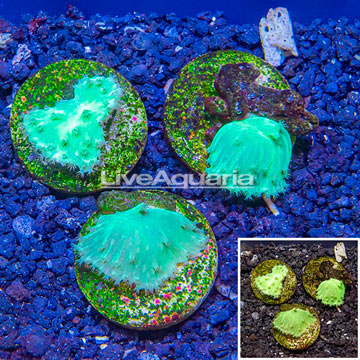 LiveAquaria® Cultured Green Cabbage Leather Coral, Three Pack
