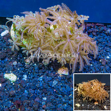 LiveAquaria® Cultured Anthelia Coral, Two Pack