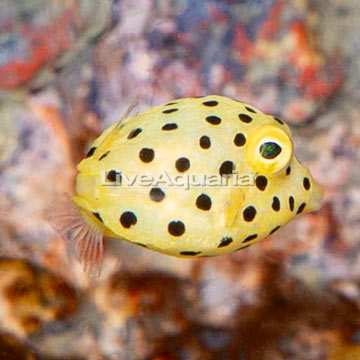 Cubicus Boxfish EXPERT ONLY