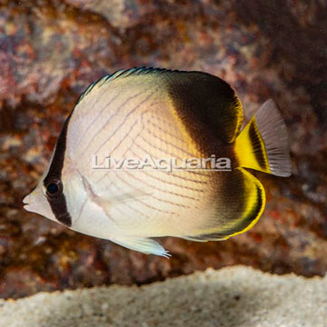 Vagabond Butterflyfish