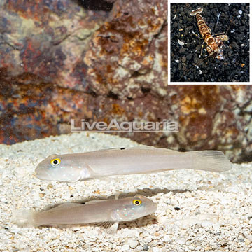 Bue Spot Goby Pair With Tiger Snapping Shrimp