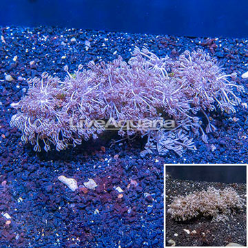 Xenia Coral Indonesia