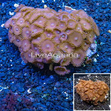 Zoanthus Coral Vietnam