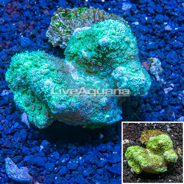 Hydnophora Coral Tonga