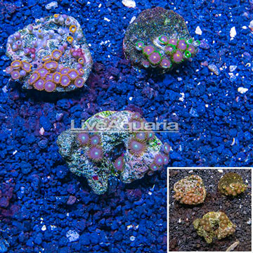 Zoanthus Coral Indonesia, Three Pack