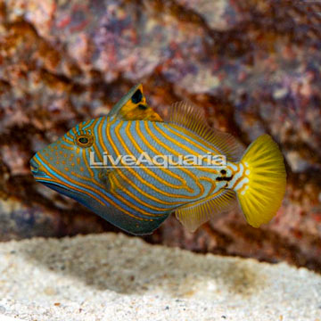 Undulated Triggerfish