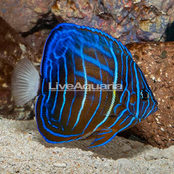 Blue Ring Angelfish, Sub-Adult