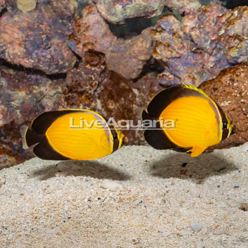 Arabian Butterflyfish, Pair EXPERT ONLY