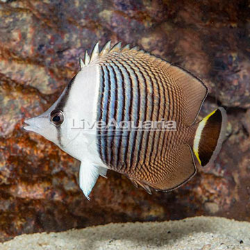 Whiteface Butterflyfish