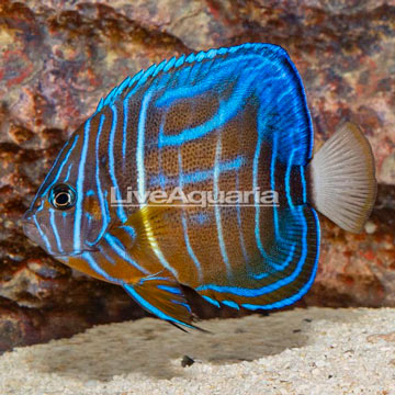 Blue Ring Angelfish, Sub-Adult