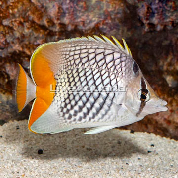 Pearlscale Butterflyfish
