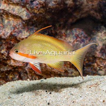 Hutchii Anthias Male