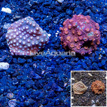 LiveAquaria® Cultured Cyphastrea Frag, Two Pack