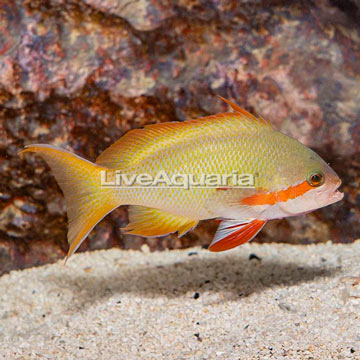 Hutchii Anthias