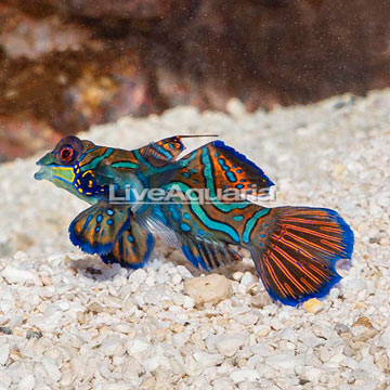 Red Mandarin, Male