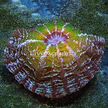 Button Coral Indophyllia Indonesia
