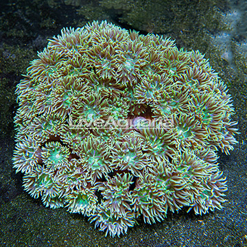Aussie Duncan Coral