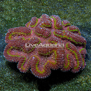 Symphyllia Brain Coral Indonesia
