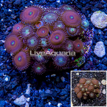 Zoanthus Coral Indonesia
