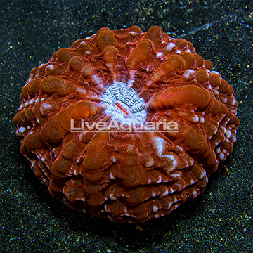 Button Coral Indonesia
