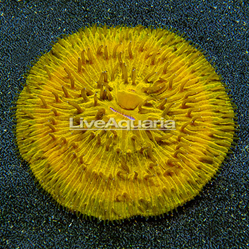 Short Tentacle Plate Coral Indonesia
