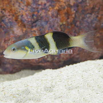 Jansen's Saddle Wrasse