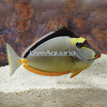 Naso Tang