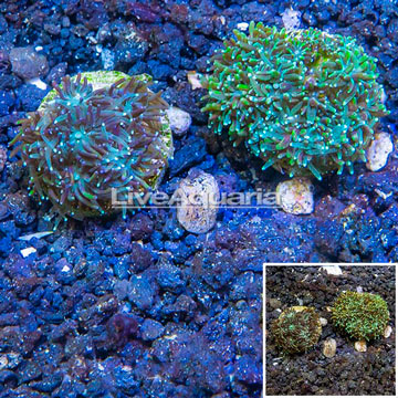 LiveAquaria® Two Pack Cultured Galaxea Coral