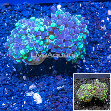 LiveAquaria® Cultured Hammer Coral