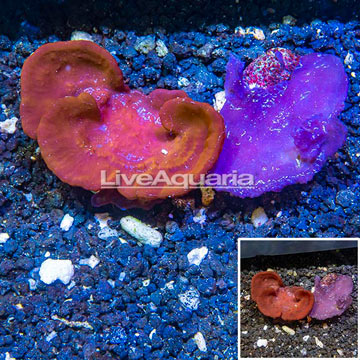 LiveAquaria® Two Pack Cultured Photosynthetic Plating Red and Blue Sponges