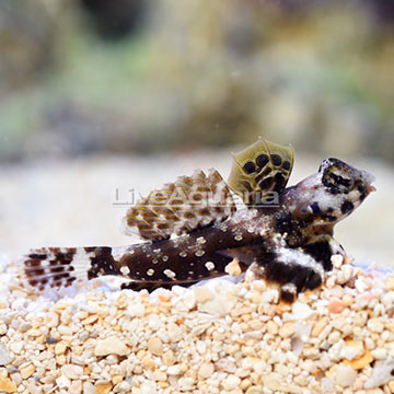 ORA® Captive-Bred Scooter Dragonet Male